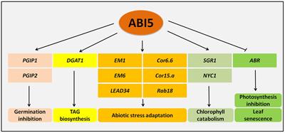 The Role and Regulation of ABI5 (ABA-Insensitive 5) in Plant Development, Abiotic Stress Responses and Phytohormone Crosstalk